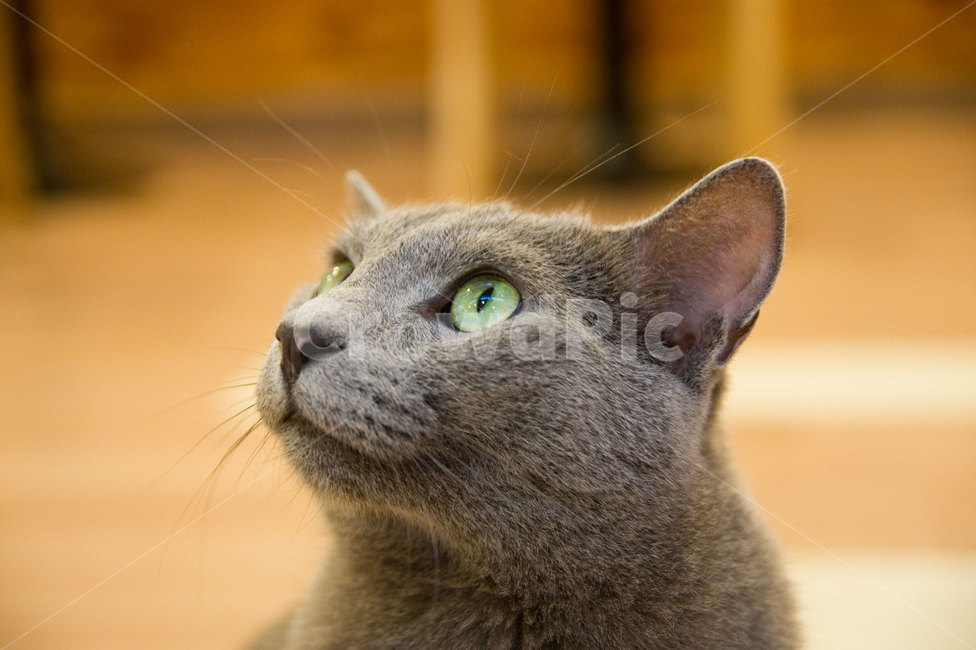 고양이,러시안블루,동물,애완동물,cat,pet,동물,animal,포유류,mammal,고양이,cat,kitten,kitty