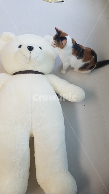고양이,삼색이,귀여움,휴식,개냥이,애묘,반려묘,동물,animal,포유류,mammal,고양이,cat,kitten,kitty