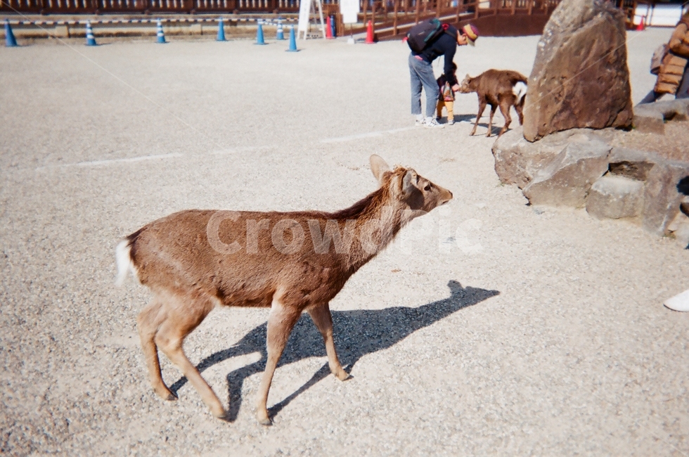 deer,country,nara,japan,Nara Park,Nara Deer Park,narapark