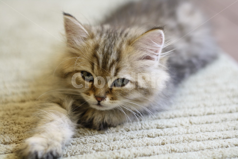 animal,동물,kitten,cat,고양이,pet,집사,애완동물,동물,animal,포유류,mammal,고양이,cat,kitten,kitty
