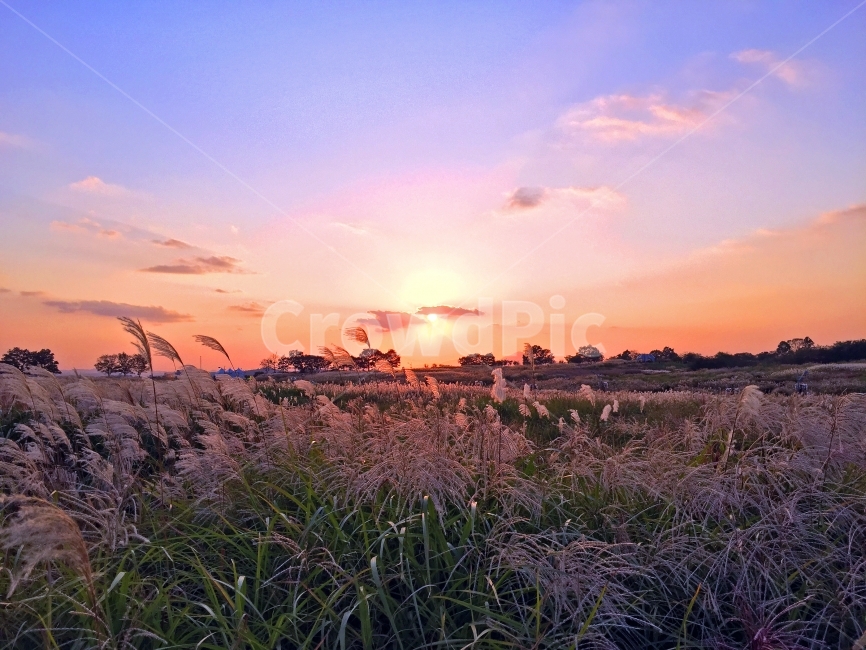 skypark,sunset,shine,pink,reed,hay,landscape,nature,sky,seoul,city,korea,silhouette,자연,풍경,nature,landscape,색깔,색상,색채,색감,color sense,color sensitivity,feeling of color,grass,잔디,plant,식물,lawn