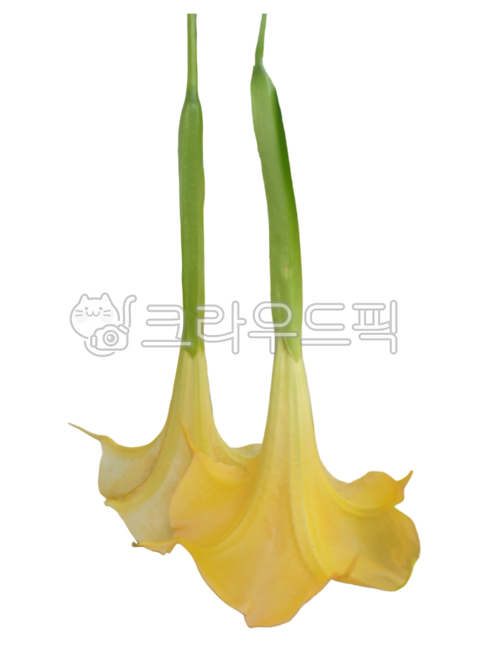 꽃누끼,노랑꽃,생화누끼,꽃잎누끼,천사의나팔꽃누끼,나팔꽃누끼,생화png,포토샵소스,꽃디자인소스,그래픽소스,꽃스티커,꽃아이콘,생화스티커