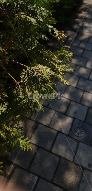 식물,plants,자연,nature,초록색