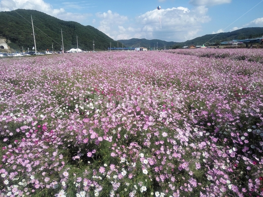 꽃,코스모스,코스모스축제,산,꽃축제