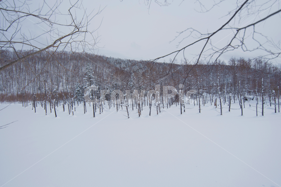 겨울,눈,설경,자연,풍경,나무,청의호수,홋카이도,비에이,겨울,계절,winter,season,자연,풍경,nature,landscape,outdoors,옥외,snow,blizzard,눈보라,storm,폭풍