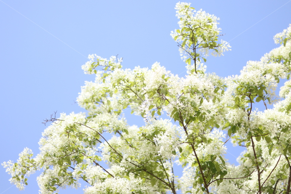 이팝나무꽃,흰색,봄,파랑하늘,맑음,식물,자연,plants,nature,꽃,flower