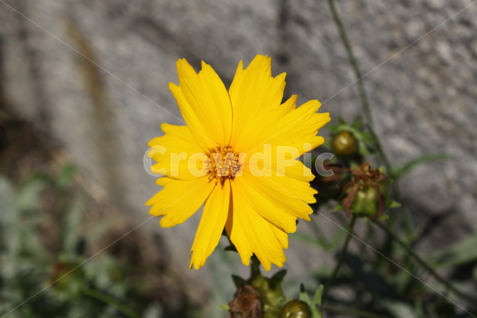 금계국,꽃,노란꽃,야생화,여름,식물,plant,blossom,flower,식물,자연,plants,nature,꽃,flower