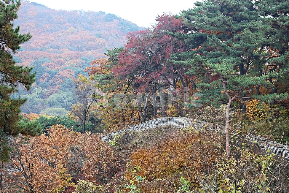 남한산성,성,성곽,단풍,낙엽,길,둘레길,숲,숲길,담,돌담,가을,자연,풍경,벽,울긋불긋,산성,식물,가을,계절,fall,autumn,season