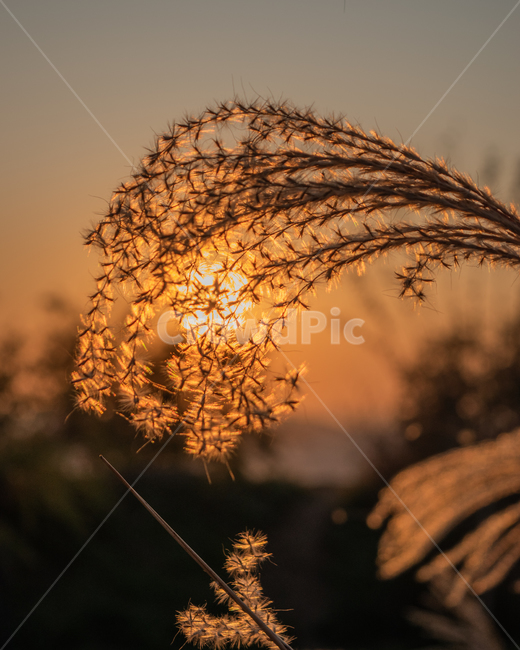 노을,갈대,억새,석양,해질녘,감성,초저녁,갈대밭,억새밭,가을,계절,fall,autumn,season
