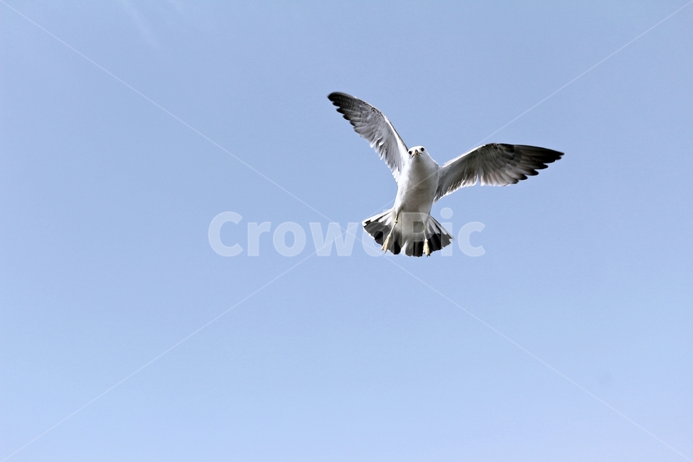 갈매기,새,조류,비행,fly,bird,blue,sky,하늘,푸르름,날개,wing,동물,animal,조류,새,birds