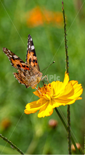 식물,꽃,나비,코스모스,가을,식물,자연,plants,nature,꽃,flower,곤충,벌레,insect,bug