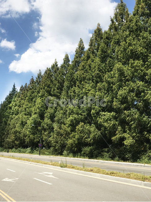 road,도로,식물,plant,tree,나무