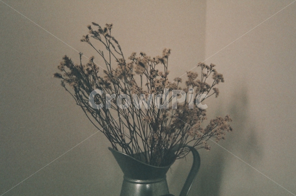 필름사진,감성,꽃,화분,소품,꽃,flower,실내용화초,화분,화초,house plant