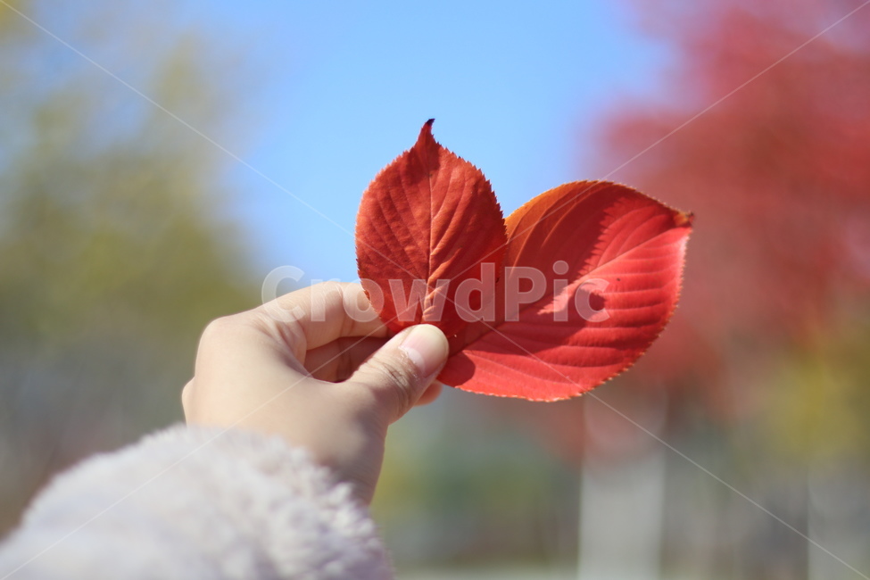 단풍잎,빨강,가을,감성,하늘,손,blossom,꽃,petal,꽃잎,plant,식물,flower