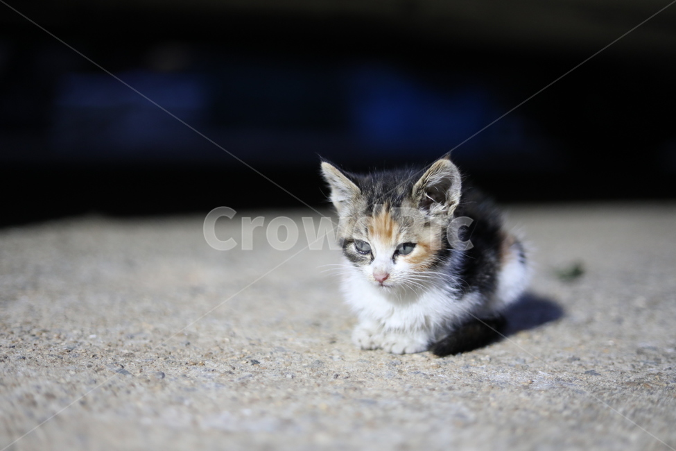 고양이,야옹이,동물,새끼고양이,길냥이