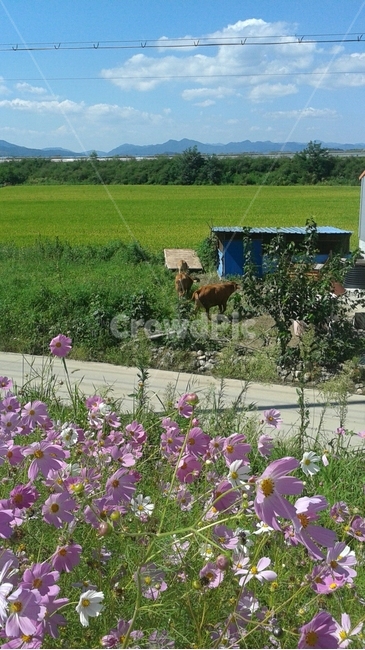 옥외,동물,포유류,소,cow