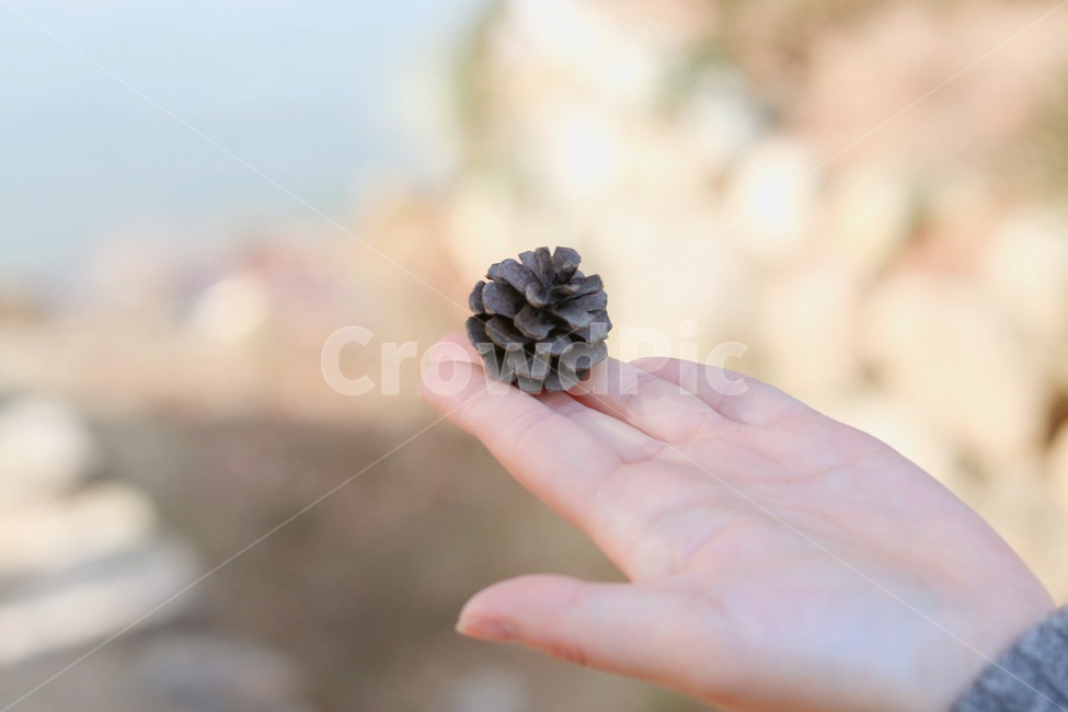 솔방울,손,감성사진,손바닥,자연