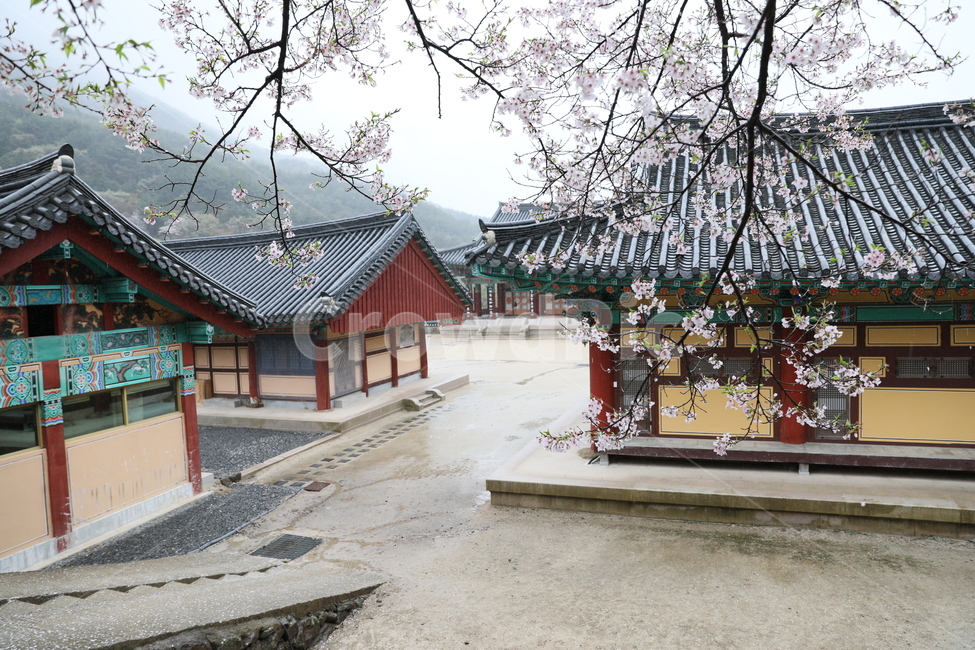 구례,화엄사,사찰,전통가옥,절,봄,계절,spring,season,한국전통,한국문화,korean traditional,korean culture,종교,신앙,religion,belief,faith,architecture,건축물,building,건물