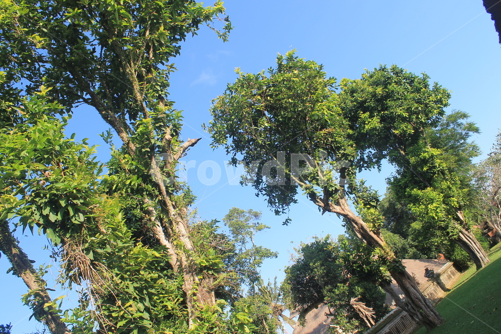 인도네시아,발리,힌두교,힌두,힌두사원,자연,녹색,indonesia,bali,temple,사원,hindu,hinduism,hindutemple,green,sky,blue,bluesky,하늘,파란하늘,푸른하늘,나무,tree,plant,식물