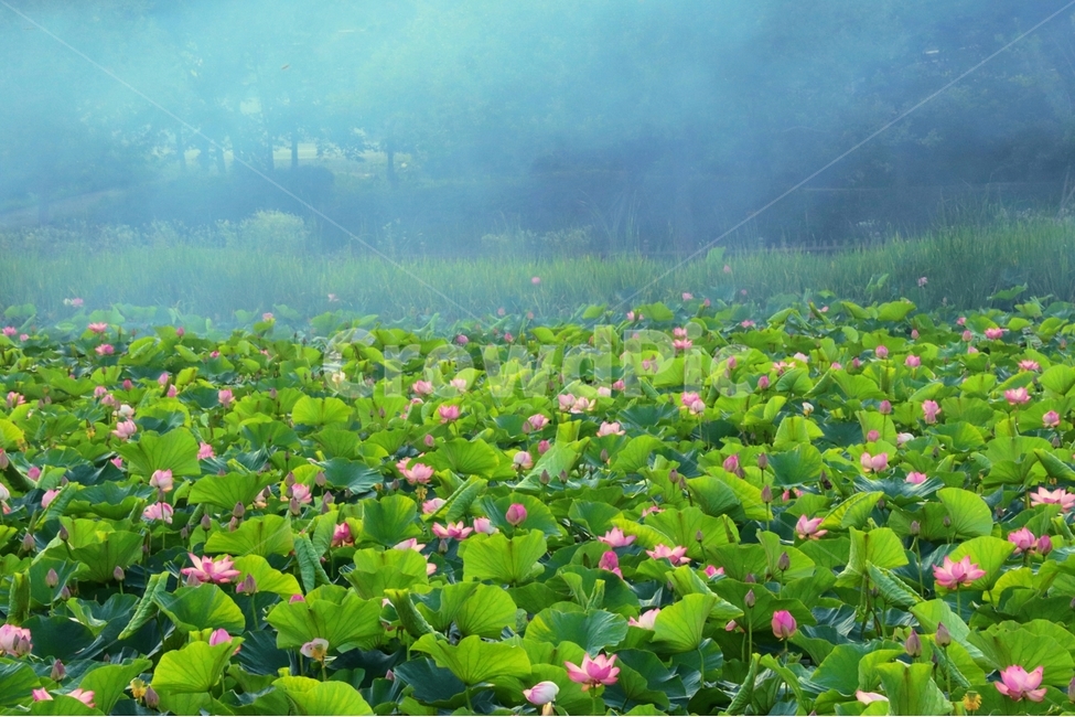 연꽃,여름,풍경,광주,양산호수공원,자연,풍경,nature,landscape,식물,plants,꽃,flower,plant