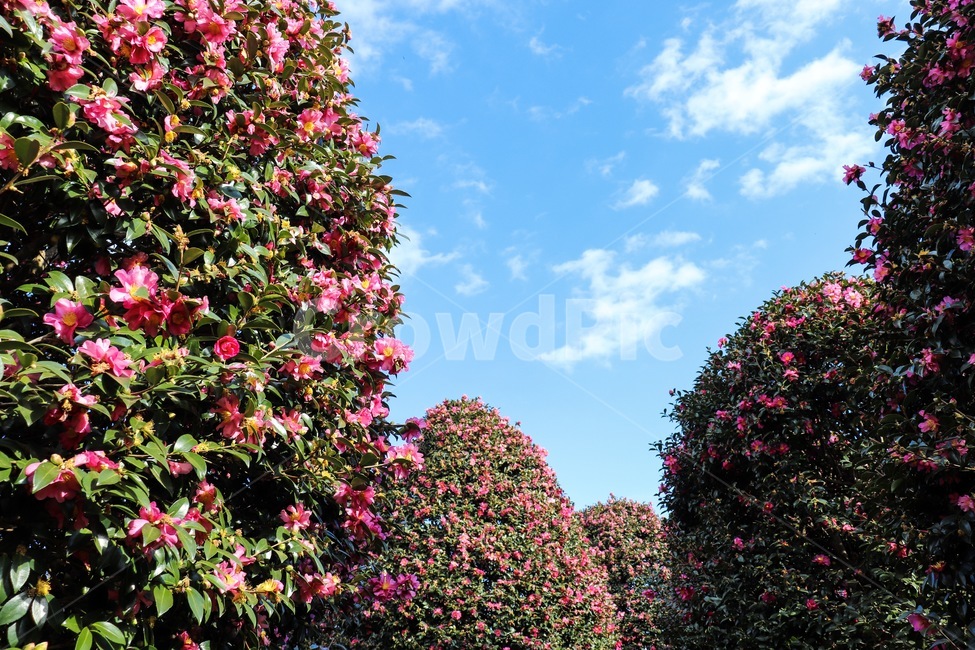 plant,식물,동백꽃,동백,하늘,camellia,sky,flower,나무,tree,자연,nature,자연,풍경,nature,landscape