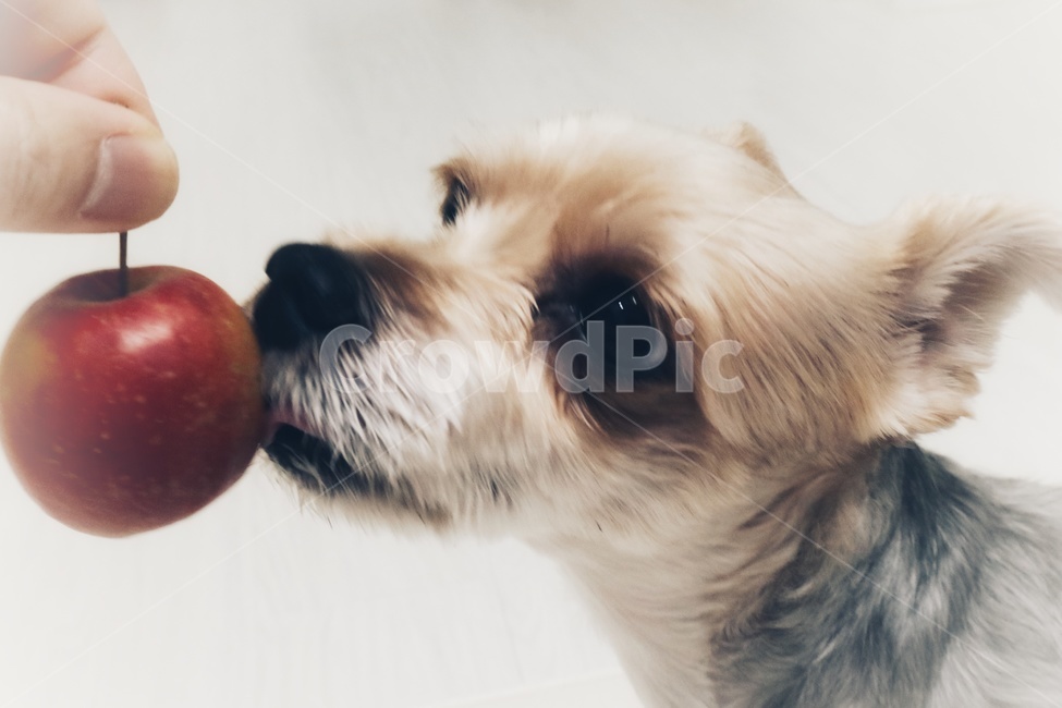 강아지,개,도그,dog,미니사과,사과,동물,반려견,애견