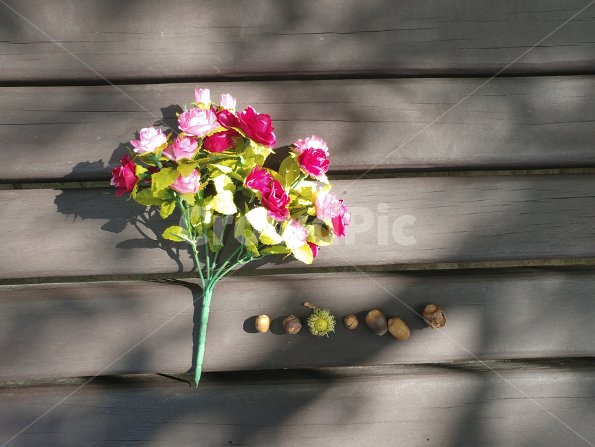 도토리,열매,벤치,일렬,가을,작은,acorn,꽃,햇살,그림자,자연,flower,조화,꽃,flower