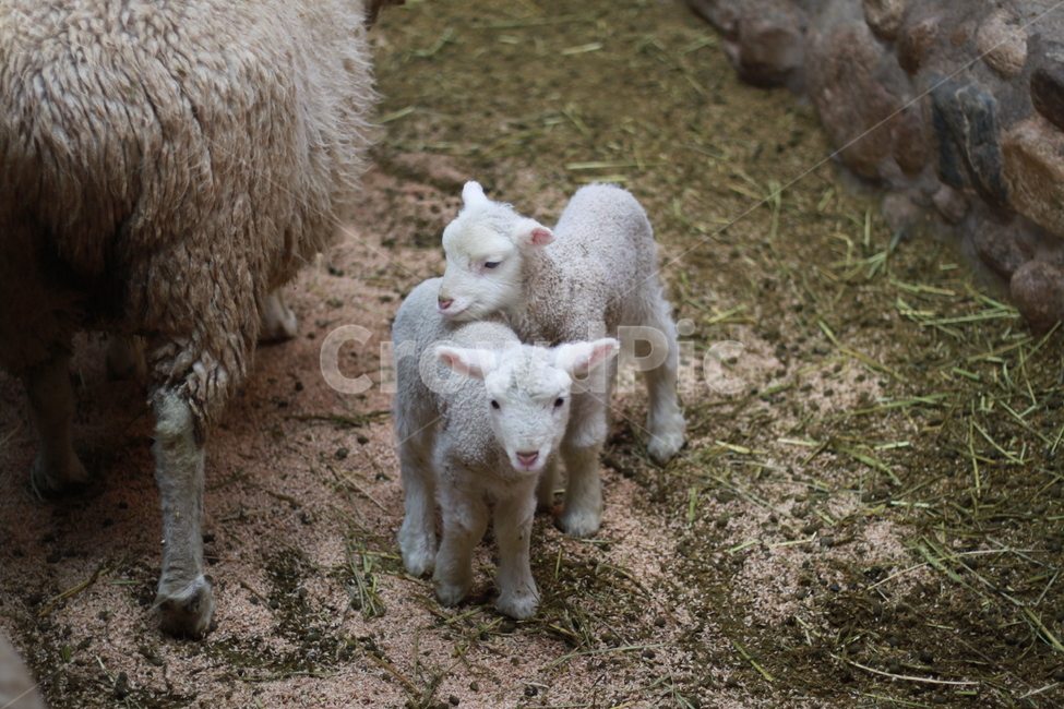 sheep,양,animal,동물,mammal,포유류,동물,animal,포유류,mammal