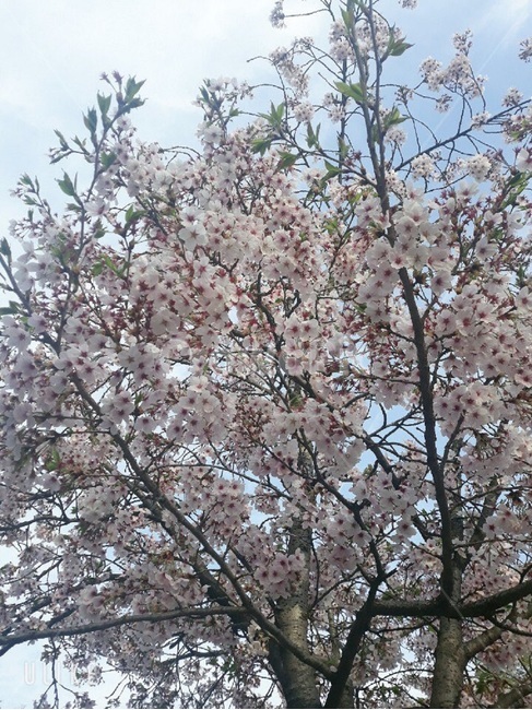 자연풍경,나무,꽃,벛꽃나무,봄