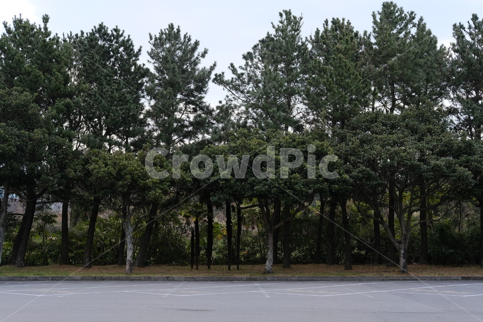 tree,나무,plant,식물,옥외