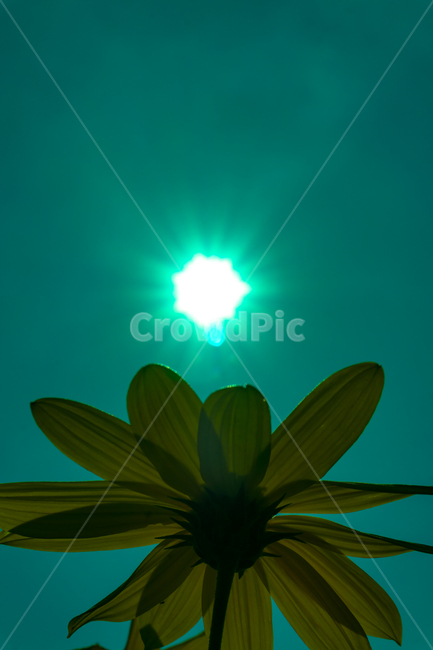 꽃,하늘,구름,자연,태양,cloudssky,clouds,rgbconcept,rgbcmyk,rgbcolors,rgb,srgb,design,landscape,nature,color,light,sun,sky,flower,청록색,시안,cyan,식물,자연,plants,nature,꽃,flower