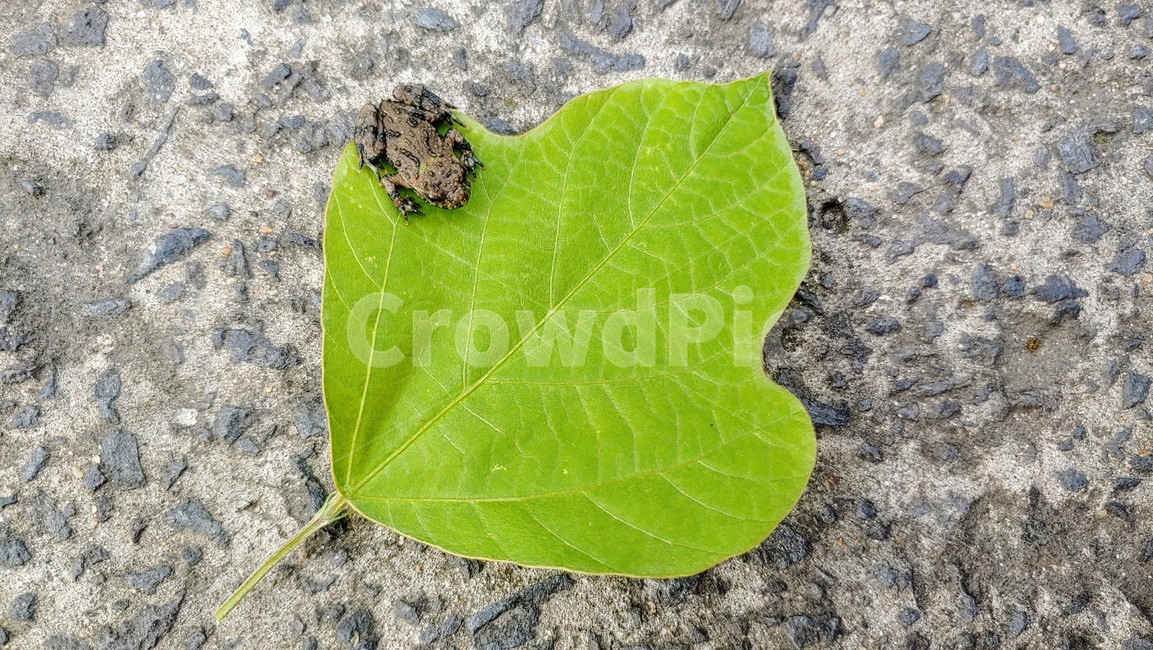 개구리,frog,babyfrog,nature,새끼개구리,작은개구리,leafandfrog
