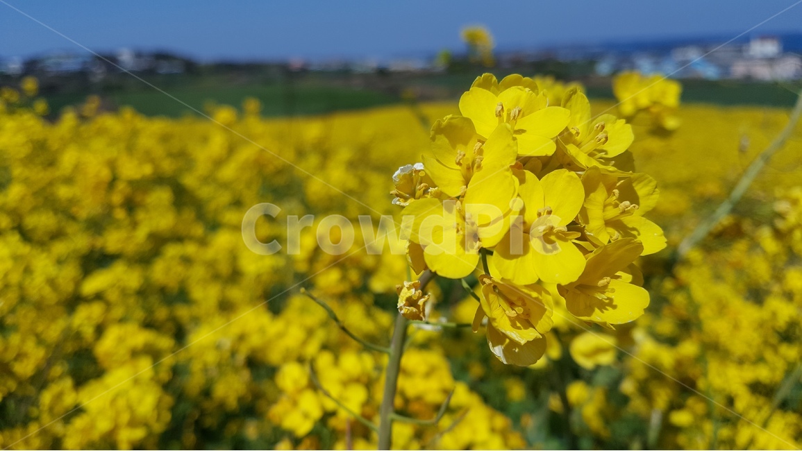 봄,제주도,유채꽃,화창한,나들이,봄,계절,spring,season,식물,자연,plants,nature,꽃,flower,blossom,geranium,제라늄,plant