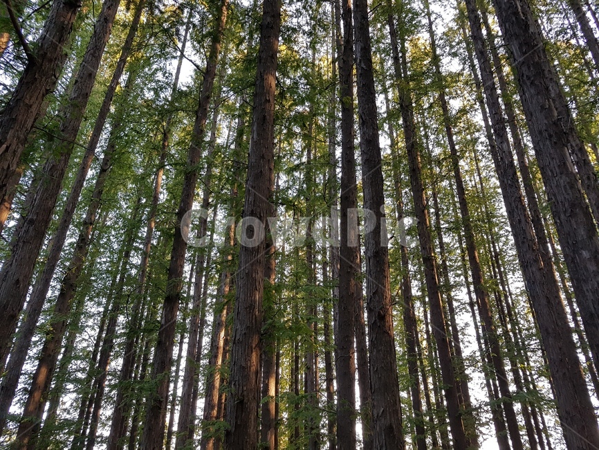 tree,나무,plant,식물,편백나무,식물,자연,plants,nature,나무,trees,wood