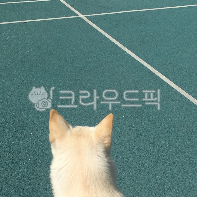 강아지,진돗개,배경,디자인,백구,감성