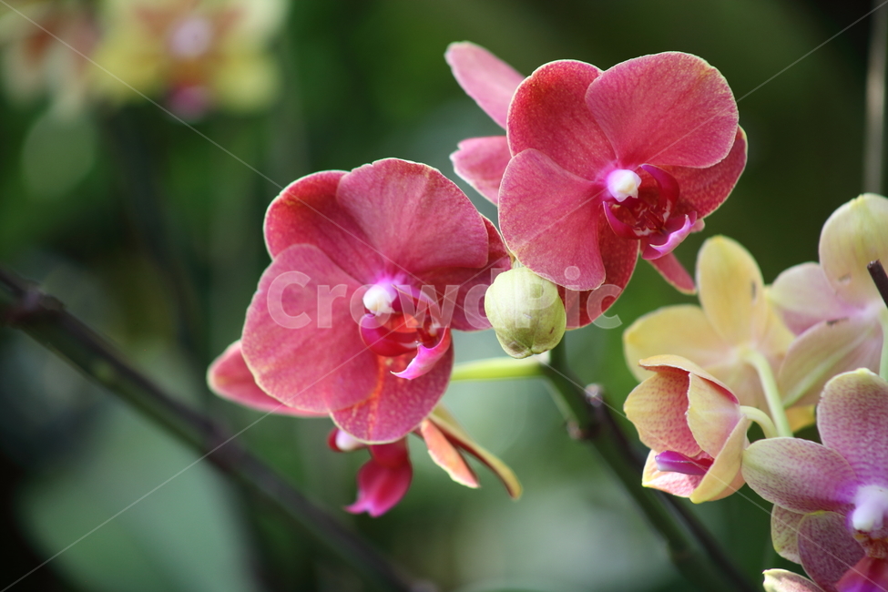 호접란,팔레놉시스,꽃,식물,phaelenopsis,식물,자연,plants,nature,꽃,flower