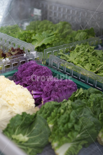 vegetables,야채,채소,신선한,유기농,식품,건강,상추,자연,채식,채식주의자,녹색,마트,시장,음식,식재료,요리,food,cook,meal,dishes,food reserves,채소,야채,vegetables