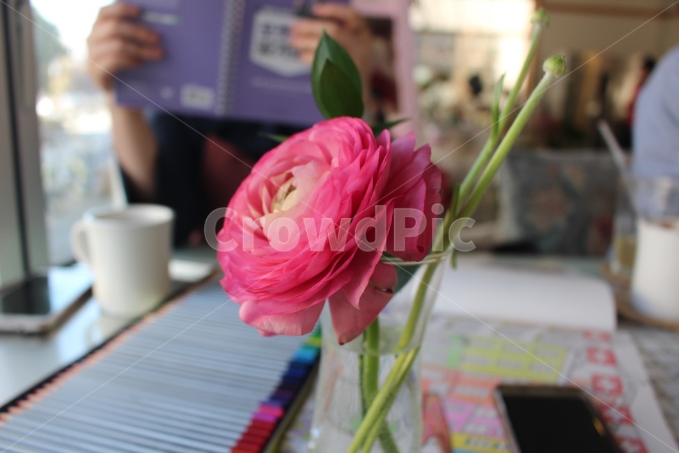 꽃,ranunculus,라넌큘러스,flower,한송이