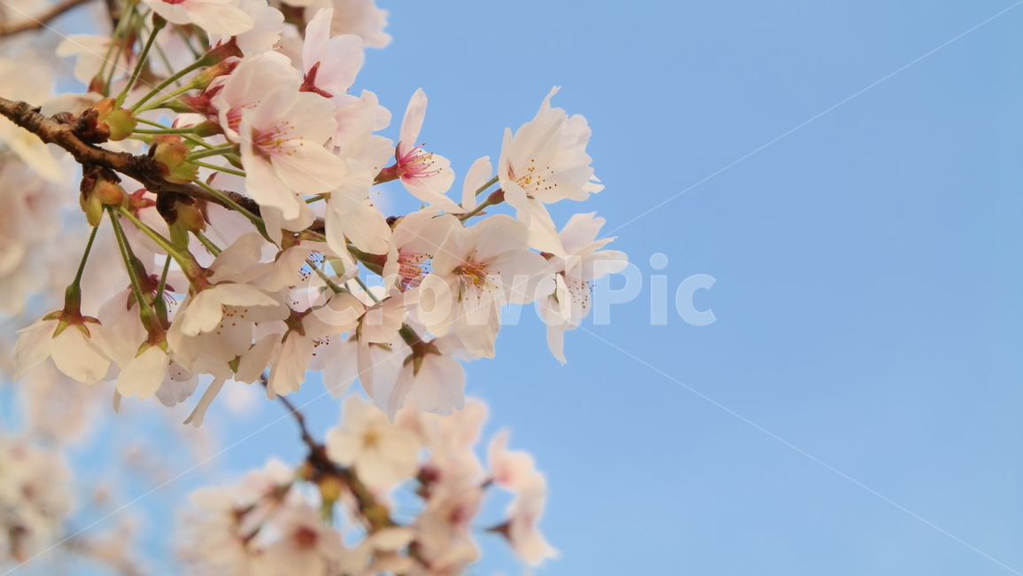 벚꽃,벚나무,cherryblossom,flowers,하늘,풍경,자연,식물,봄,sky,landscape,nature,plante,spring,봄,계절,spring,season,식물,자연,plants,nature,꽃,flower,plant