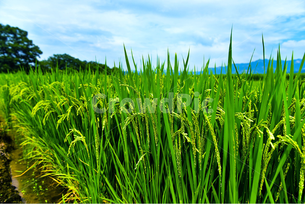 벼,이삭,농촌,시골,곡식,쌀,그린,푸드,건강,식물,green,초록,vegetation,plant,유기농,수도,농사,곡류,곡식,cereals,농업,농사,agriculture,farming,farming industry