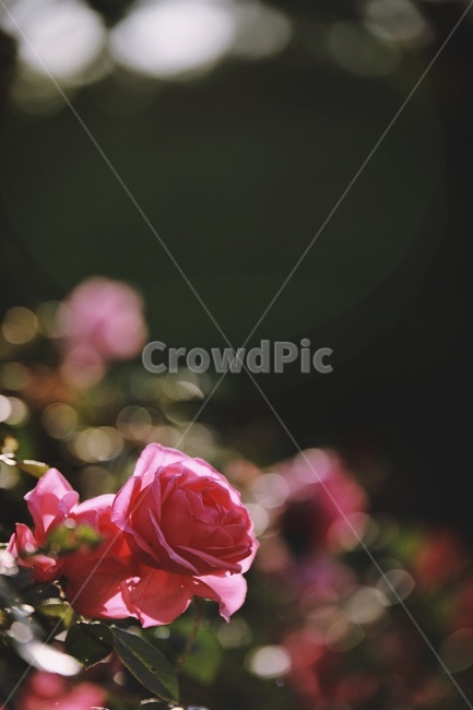 장미,붉은장미,rose,redrose,flower,꽃,식물,자연,plants,nature,꽃,flower