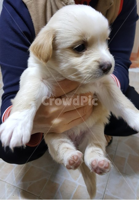dog,개,pet,canine,animal,동물,포유류,mammal,강아지,발톱,하얀색,새끼,귀여움,깜찍한,따뜻함,사람,인물,감성,실내,조용,따뜻한,포근한,감정,동물,animal,포유류,mammal,개,강아지,dog,doggy