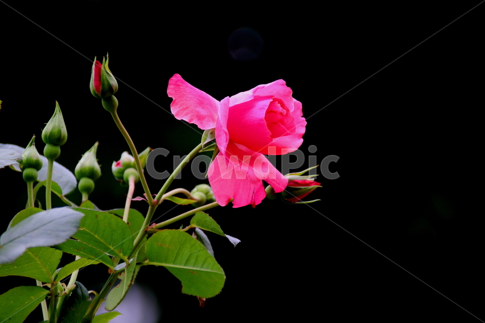 꽃,봄,식물,자연,장미꽃,식물,자연,plants,nature,꽃,flower