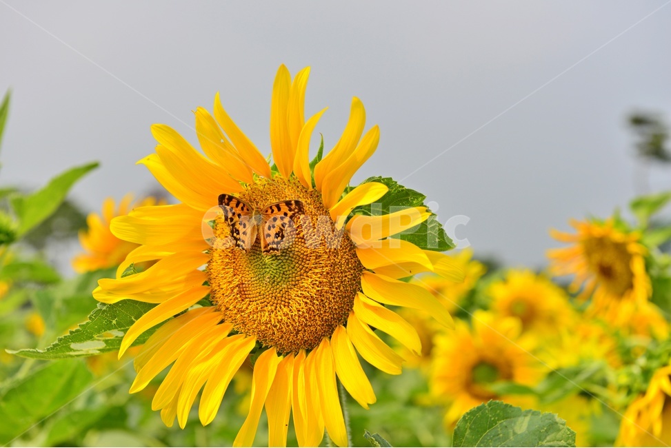 plant,식물,blossom,flower,꽃,sunflower,해바라기,고창,학원농장,해바라기밭,나비