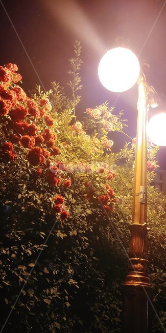 장미,조명,밤,가로등,풀