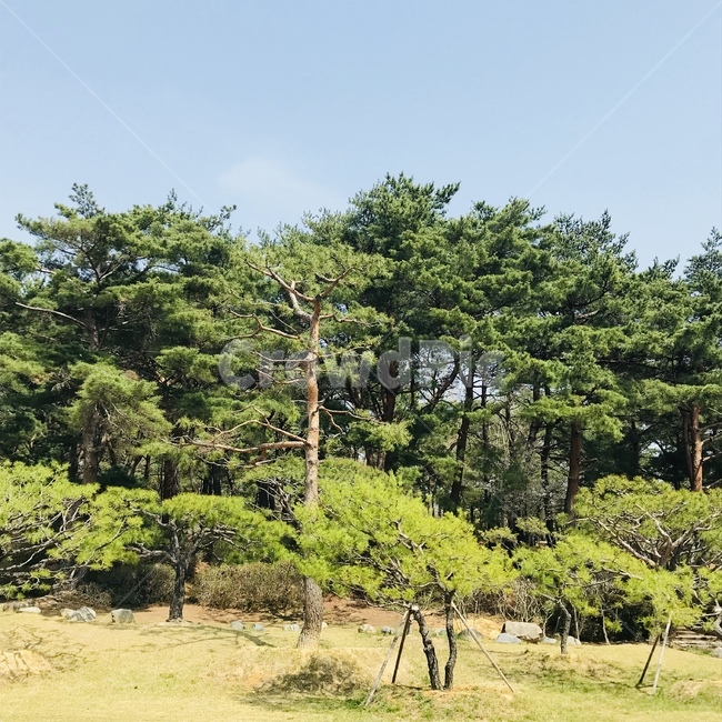 숲,자연,하늘,녹림,풍경,평화,편안함,녹색,나무,감성,감성사진,자연,풍경,nature,landscape,tree,plant,식물,outdoors,옥외