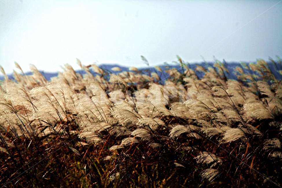 공원,자연,갈대,풍경,숲,가을,계절,fall,autumn,season,grass,잔디,plant,식물,lawn,reed