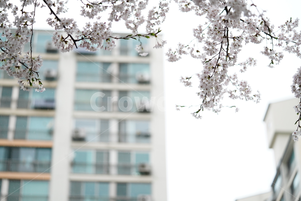 꽃,벚꽃,봄,계절,플라워,화이트,흰색,하얀색,생물,감성,느낌,식물,flower,spring,white