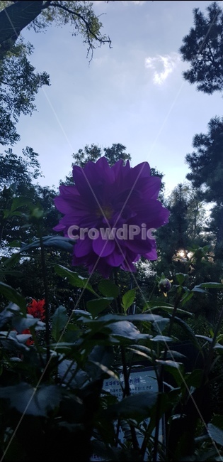 rose,장미,꽃,floral,nature,bloom,flower,garden,정원,petal,꽃잎