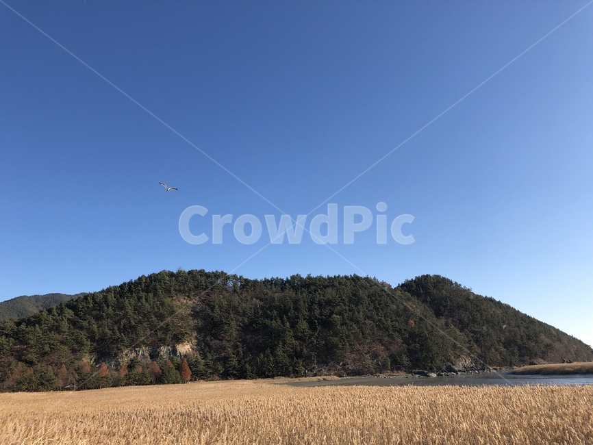 outdoors,옥외,nature,자연,순천만,습지,맑음,겨울,winter,갈대,reed,새,bird,자연,풍경,nature,landscape